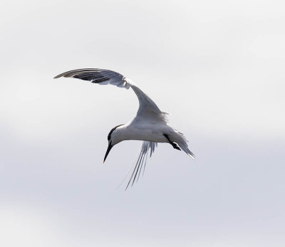 :: Sandwich Tern ::