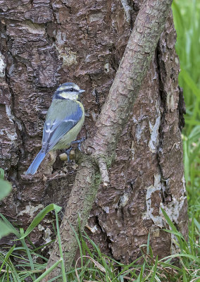 Blue Tit