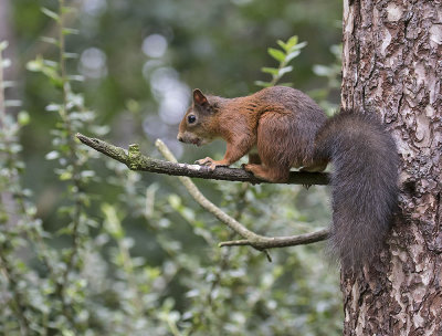 Red Squirrel