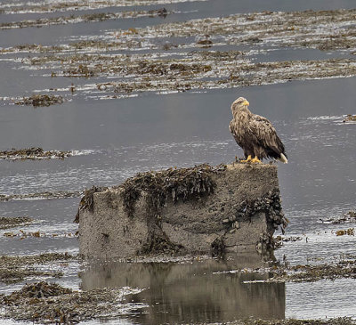 White-tailed Sea Eagle