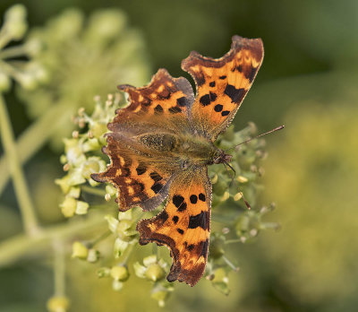 :: Butterflies ::