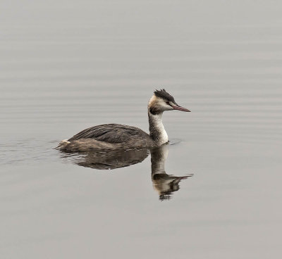 Great Crested Grebe