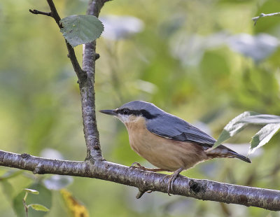Nuthatch