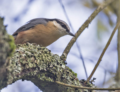 Nuthatch