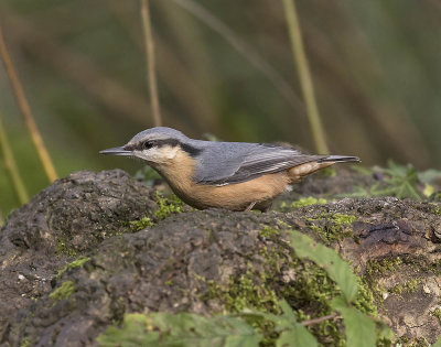 Nuthatch
