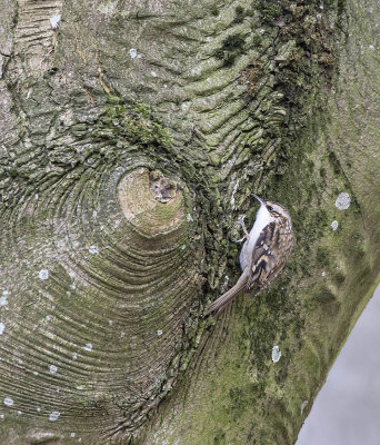 Treecreeper