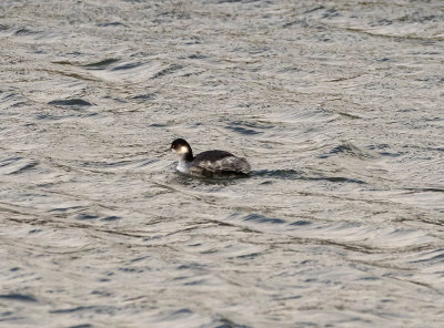 ::Black-necked Grebe  :