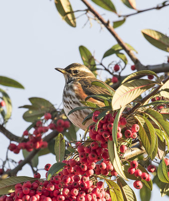 Redwing