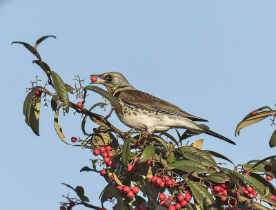 Fieldfare