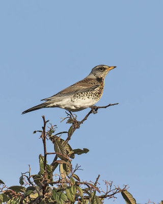 Fieldfare