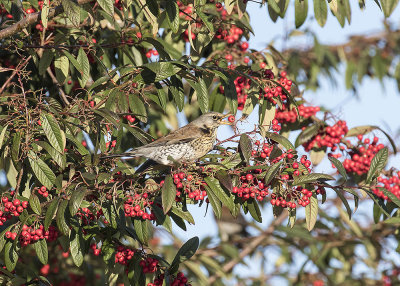 Fieldfare