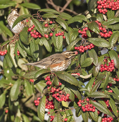 Redwing