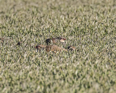 Grey Partridge