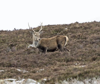 :: Red Deer ::