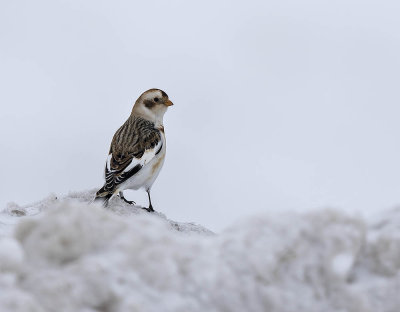 Snow Bunting
