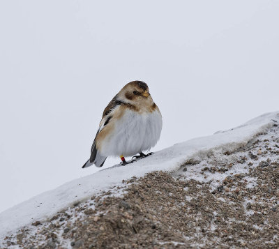 Snow Bunting