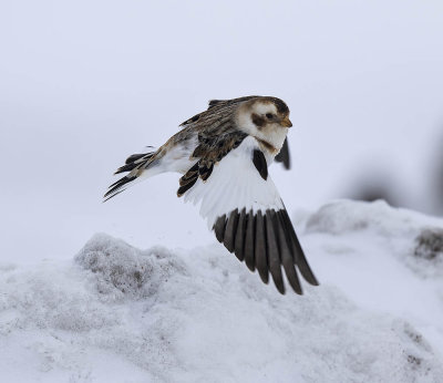 Snow Bunting