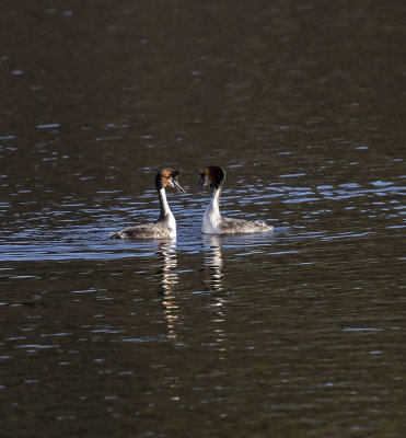 Great Crested Grebe