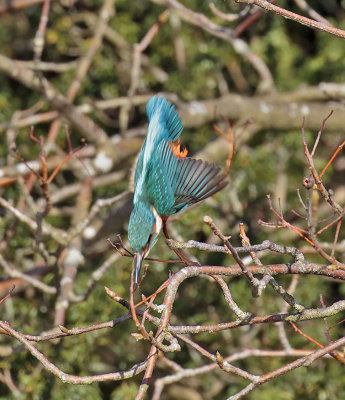 Kingfisher