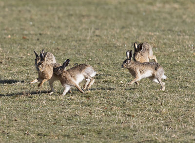 Brown Hare