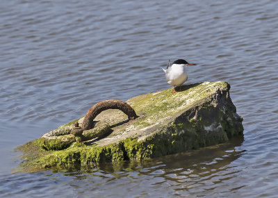 Common Tern