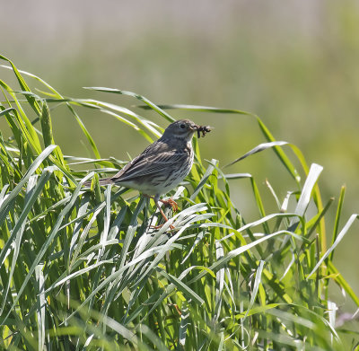 Meadow Pipit