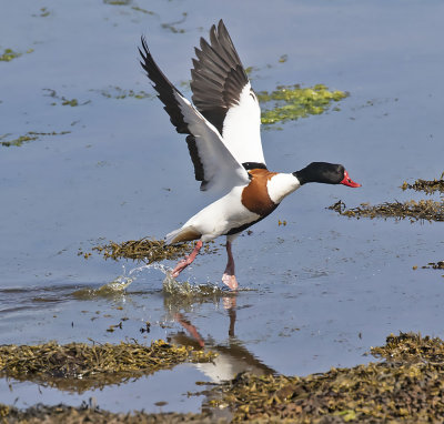 Shelduck