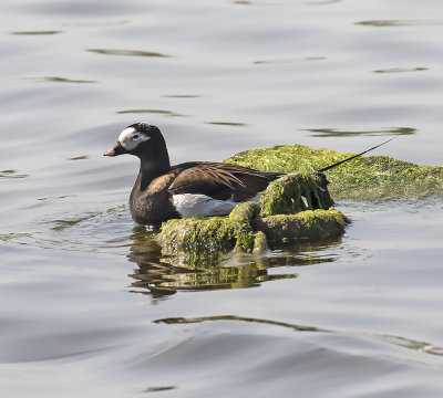 Long-tailed Duck