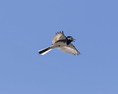 Pied Wagtail