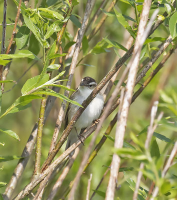 Sedge Warbler