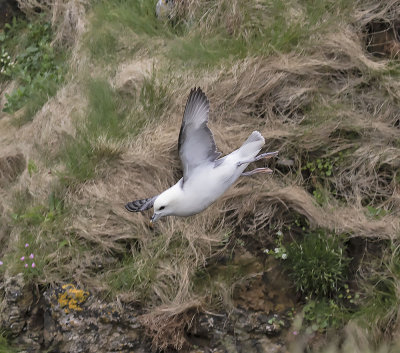 Fulmar