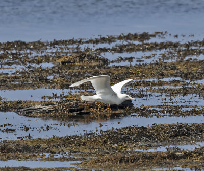 Glaucous Gull