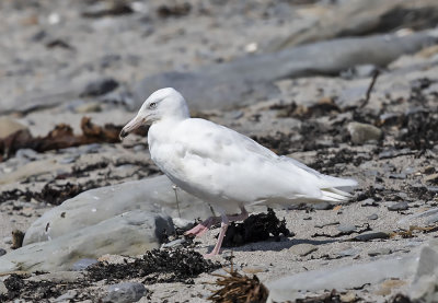 Glaucous Gull