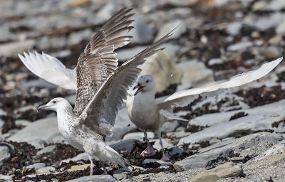 Glaucous Gull