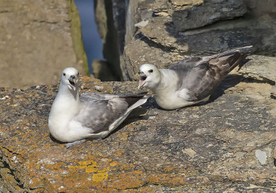 Fulmar