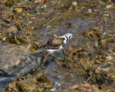 Turnstone