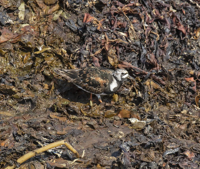 Turnstone