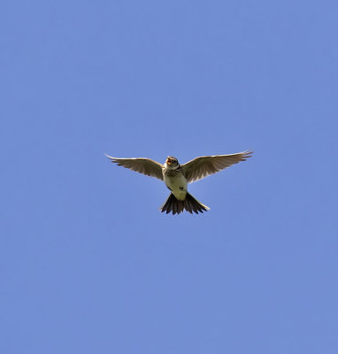 Skylark