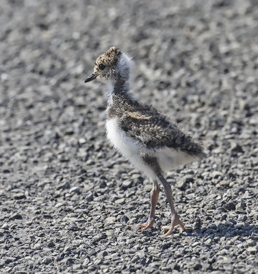 Lapwing Chick