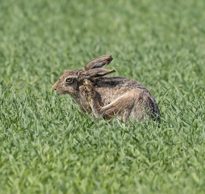 Brown Hare