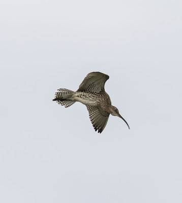 Curlew