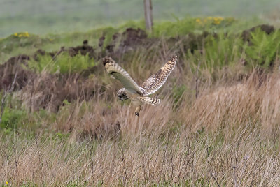 :: Short-eared Owl ::