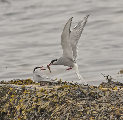 Arctic Tern