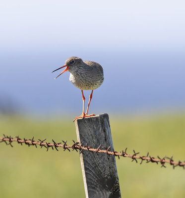 Redshank