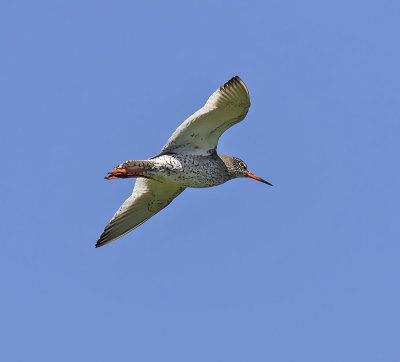 Redshank