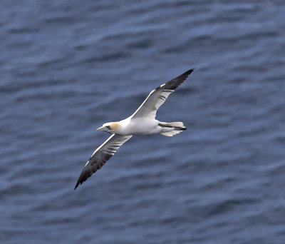 Gannet