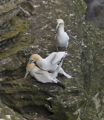 Gannet