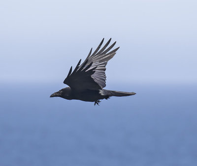 Raven