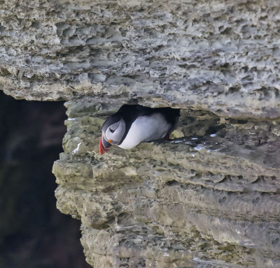 Puffin