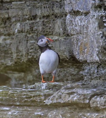Puffin